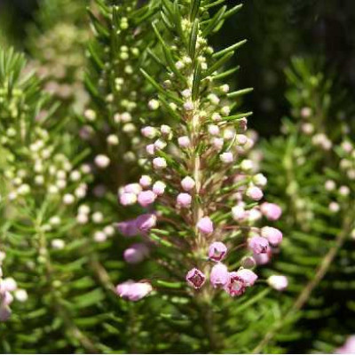 ERICA vagans Saint keverne