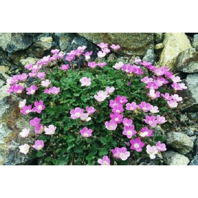 ERODIUM variabile Bishop's form