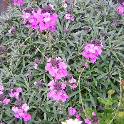 ERYSINUM  Bowles purple