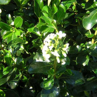 ESCALLONIA iveyii