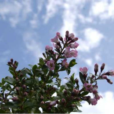 ESCALLONIA apple blossom
