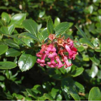 ESCALLONIA macrantha Rosea