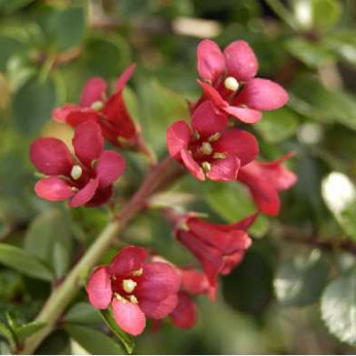 ESCALLONIA macrantha Rubra