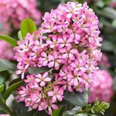 ESCALLONIA pink elle