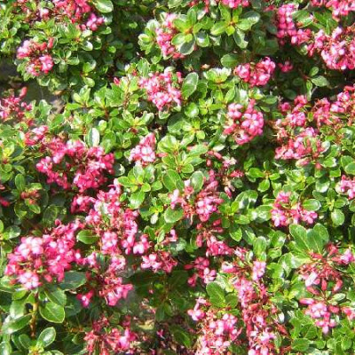 ESCALLONIA red dream