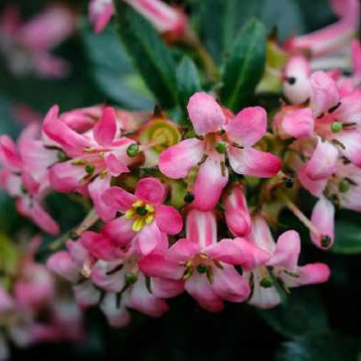 ESCALLONIA show stopper®