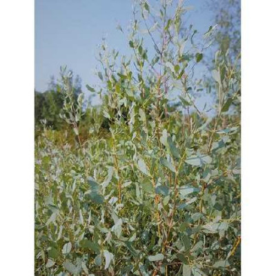 EUCALYPTUS gunnii France bleue