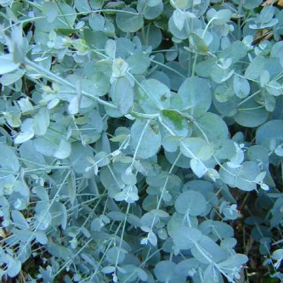 EUCALYPTUS gunnii Baby blue