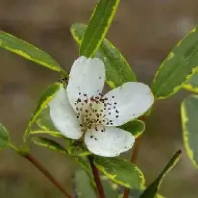 EUCRYPHIA lucida Gilt edge