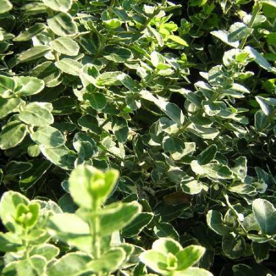 EUONYMUS fortunei Emerald gaiety