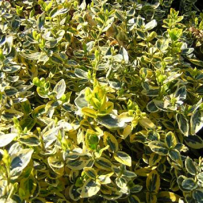 EUONYMUS fortunei Emerald'n gold