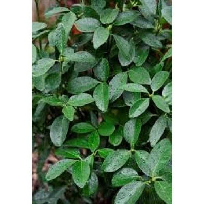 EUONYMUS japonicus Green millenium
