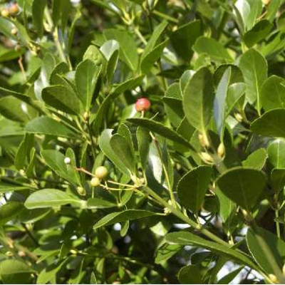 EUONYMUS japonicus