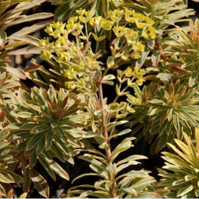 EUPHORBIA amygdaloides Ascot rainbow ®
