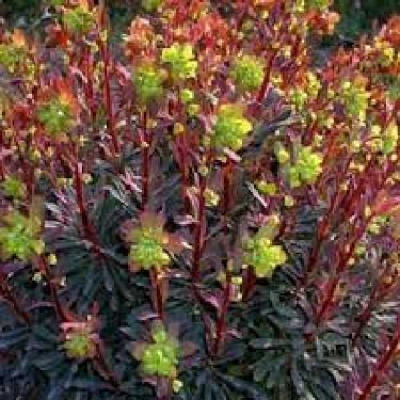 EUPHORBIA amygdaloides Purpurea