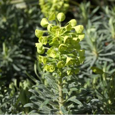 EUPHORBIA characias Wulfenii