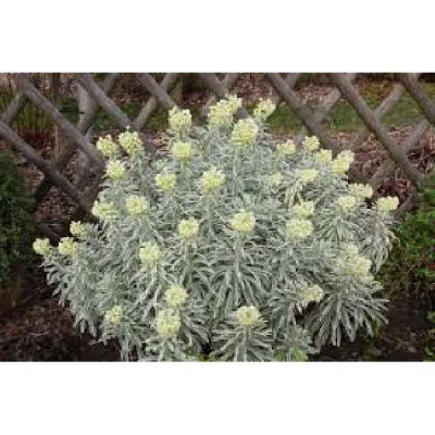 EUPHORBIA characias Tasmanian tiger
