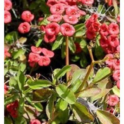 EUPHORBIA milii