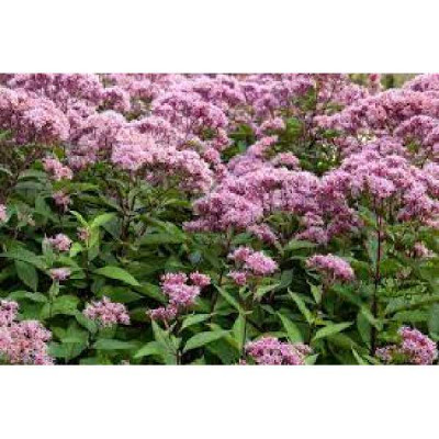 EUPATORIUM maculatum Atropurpureum