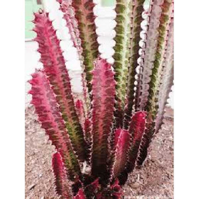 EUPHORBIA trigona Rubra