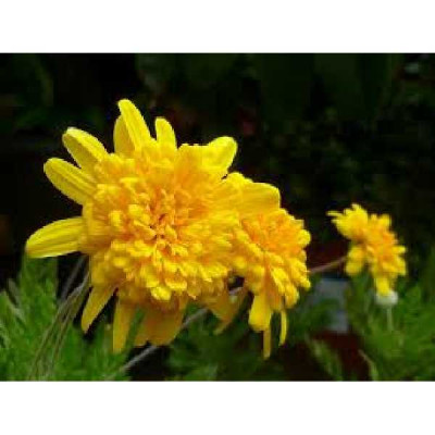 EURYOPS sunshine silver
