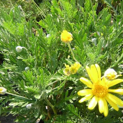 EURYOPS chrysanthemoides