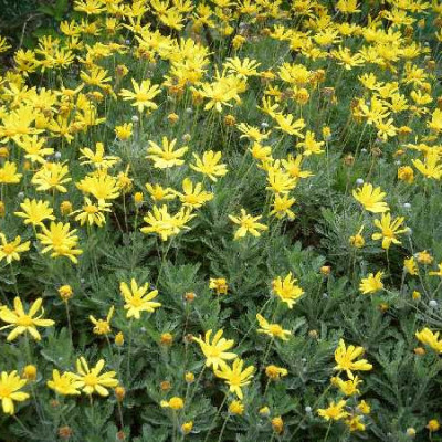 EURYOPS pectinatus