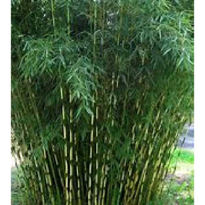 FARGESIA robusta Pingwu