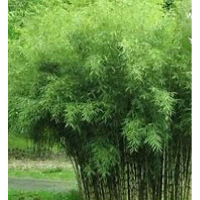 FARGESIA robusta Tauro