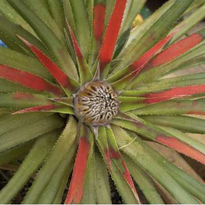 FASCICULARIA pitcairniifolia