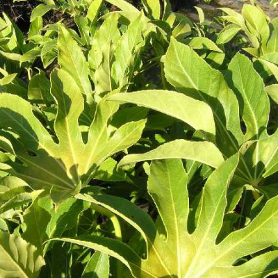 FATSIA JAPONICA sieboldii