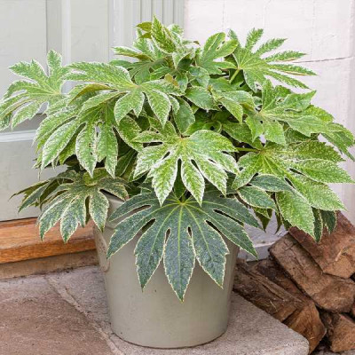 FATSIA  Japonica spider web
