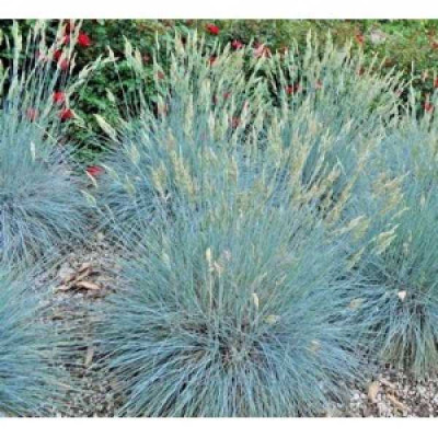 FESTUCA glauca Bleu