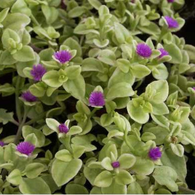 FICOIDE  Aptenia variegata