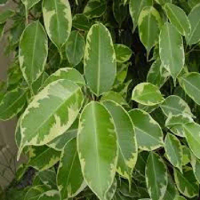 FICUS benjamina Golden king