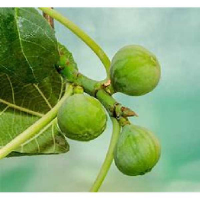 FICUS carica Vert