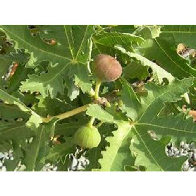 FICUS carica Ice cristal