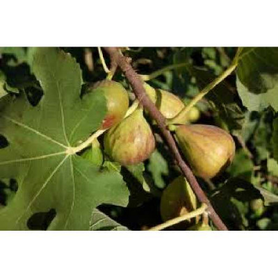 FICUS carica Madeleine 2 saisons