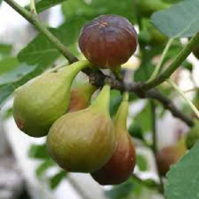 FICUS carica Precoce de dalmatie (rouge)