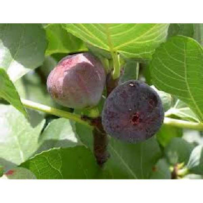 FICUS carica Rouge de bordeaux = pastiliere