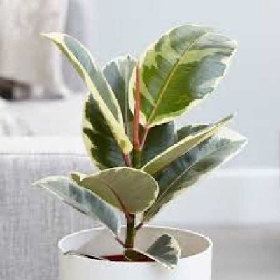 FICUS elastica Tineke