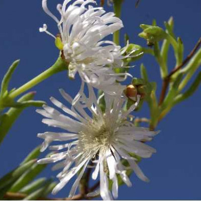 FICOIDE blanc