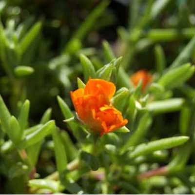 FICOIDE orange