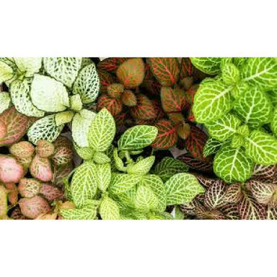 FITTONIA  Mini variée