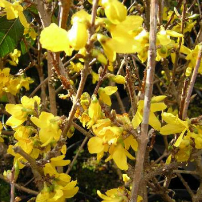 FORSYTHIA intermedia Lynwood