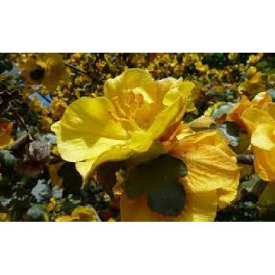 FREMONTODENDRON california glory