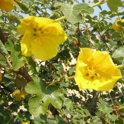 FREMONTODENDRON californicum