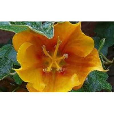 FREMONTODENDRON  tequila sunrise