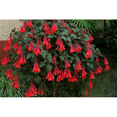FUCHSIA  Fulgens
