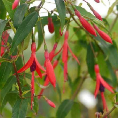 FUCHSIA  Hatschbachii